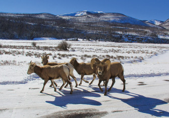 bobseago bighornsheepimgcropped bobseago bighornsheepimgcropped