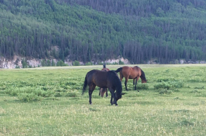 horses-e1515771640293-1024x677
